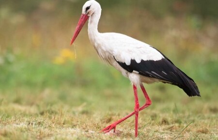 Ein Storch auf eine Feld